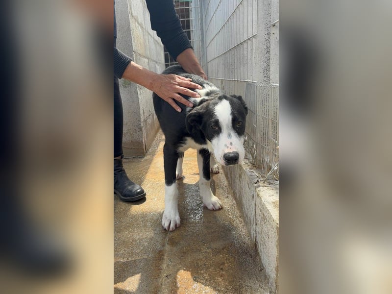 Heart sucht seine Menschen