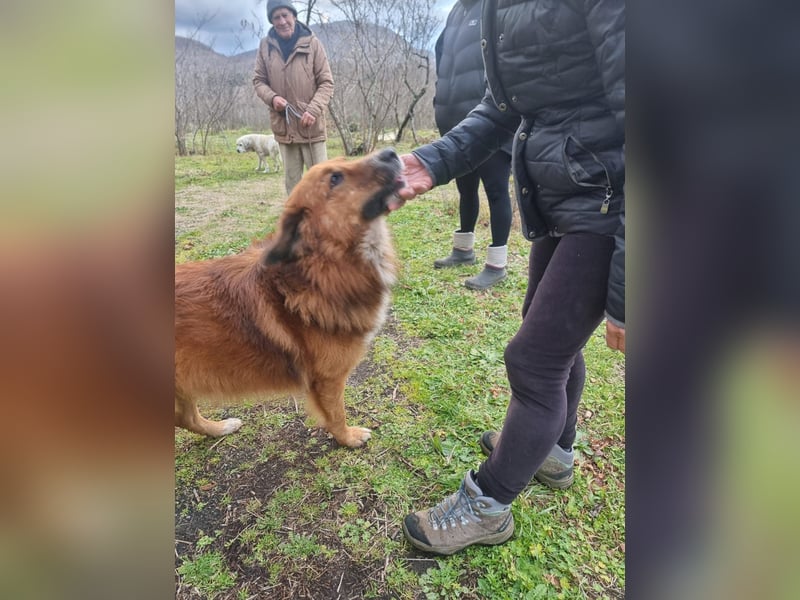 Bobby sucht sein für immer Zuhause