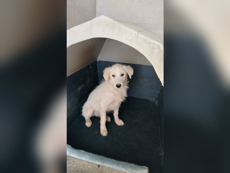 Laika und Simba suchen ihre Menschen Laika und Simba suchen ihre Menschen