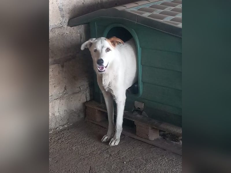 Paten für Max gesucht