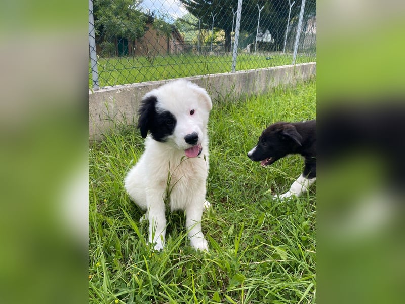 Giotto sucht sein Glück