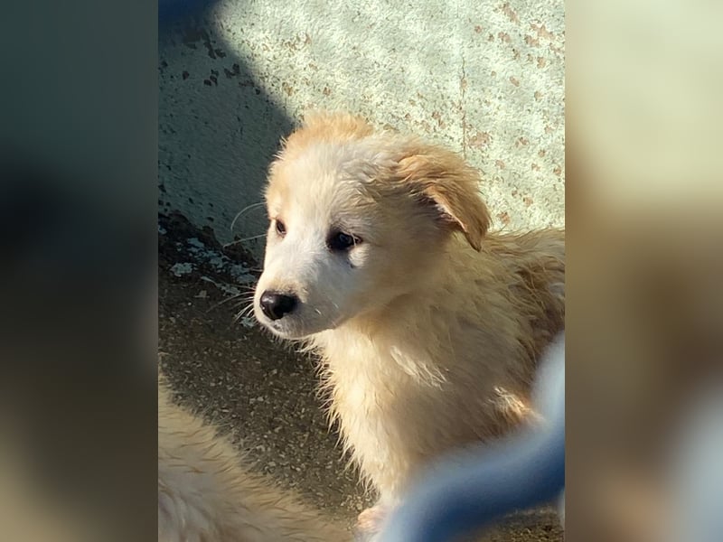 Dublino sucht sein für immer Zuhause