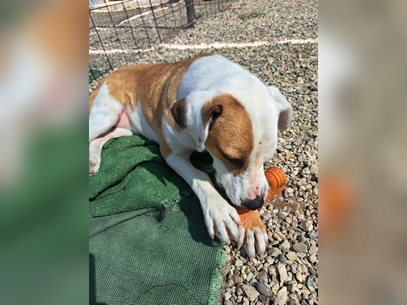 Pate für Sabrina gesucht