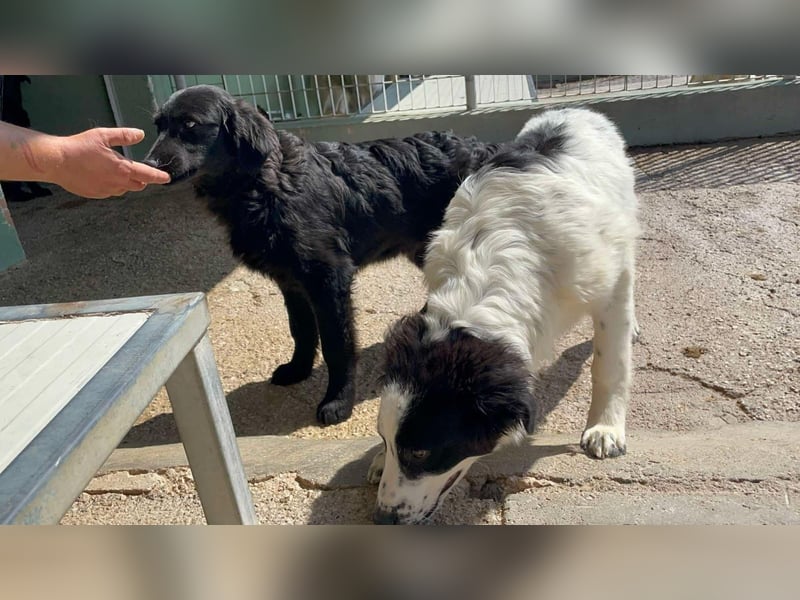 Macchia sucht geduldige Menschen