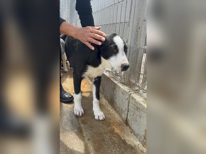 Heart sucht seine Menschen