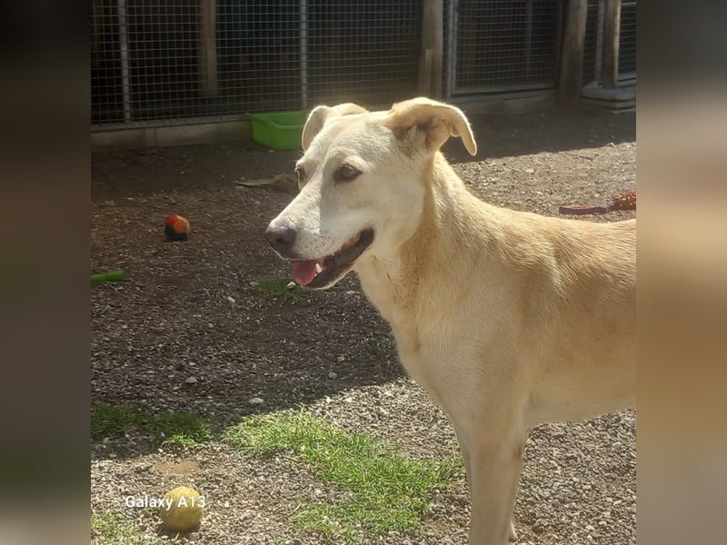 Wir suchen Paten für Liz