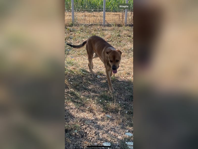 Frank wartet auf sein Zuhause