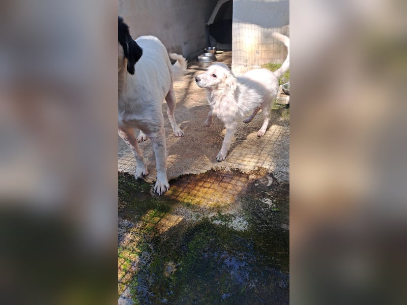 Simba und Laika suchen ihr Glück Simba und Laika suchen ihr Glück