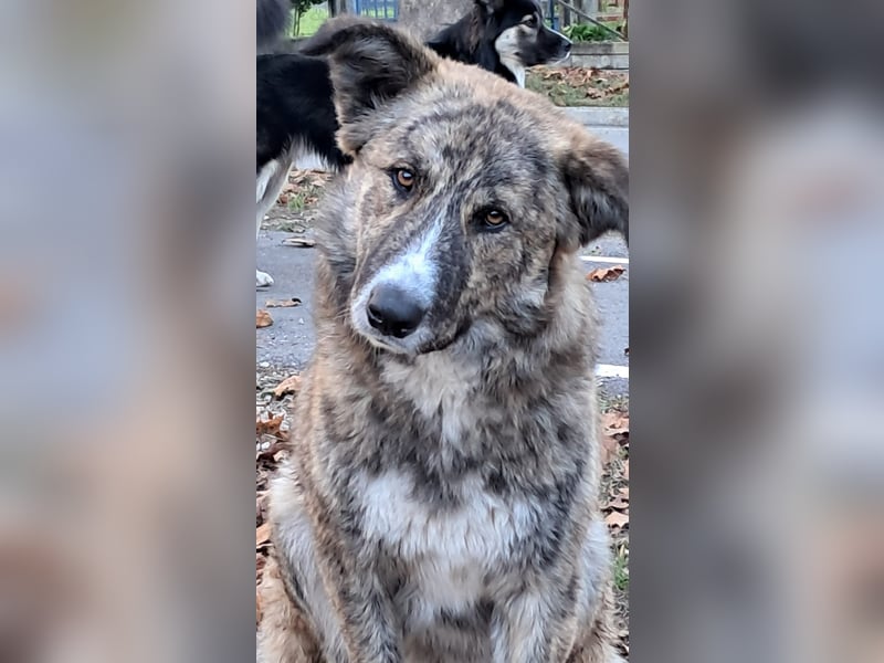 Pupetta sucht ihr für immer Zuhause