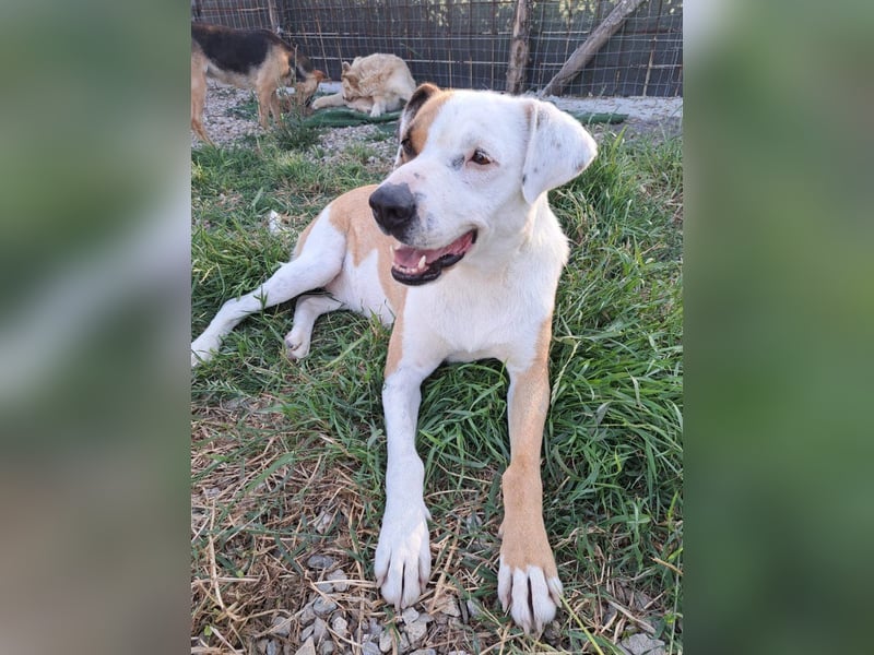 Pate für Sabrina gesucht