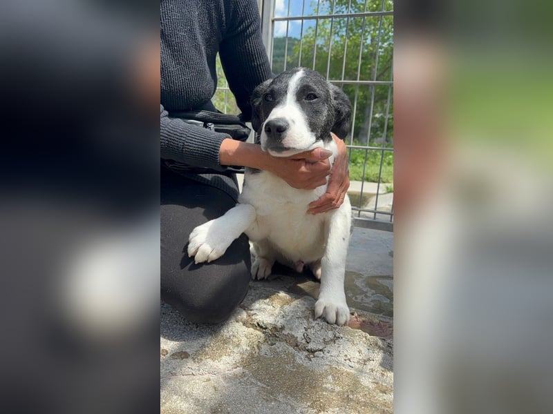 Lover sucht sein Glück