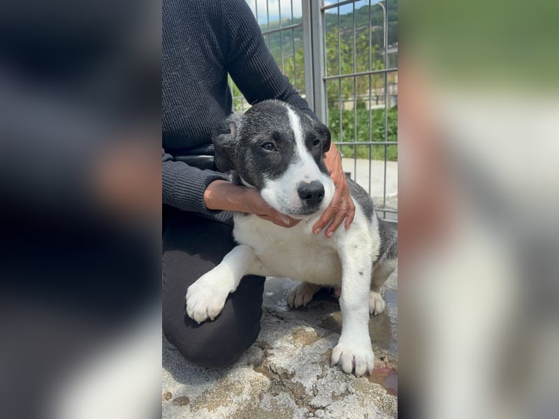Lover sucht sein Glück