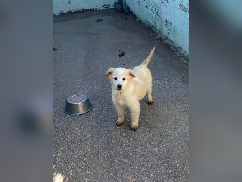 Dublino sucht sein für immer Zuhause