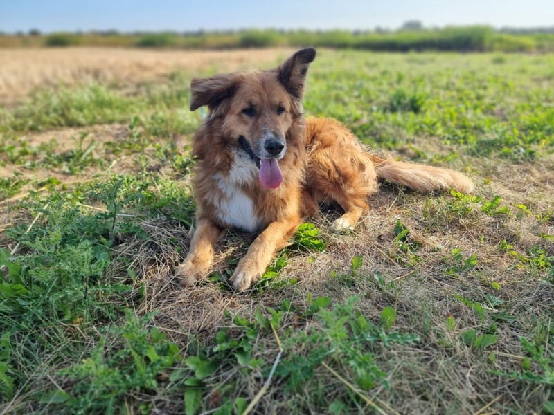 Bobby sucht Kuschelpartner