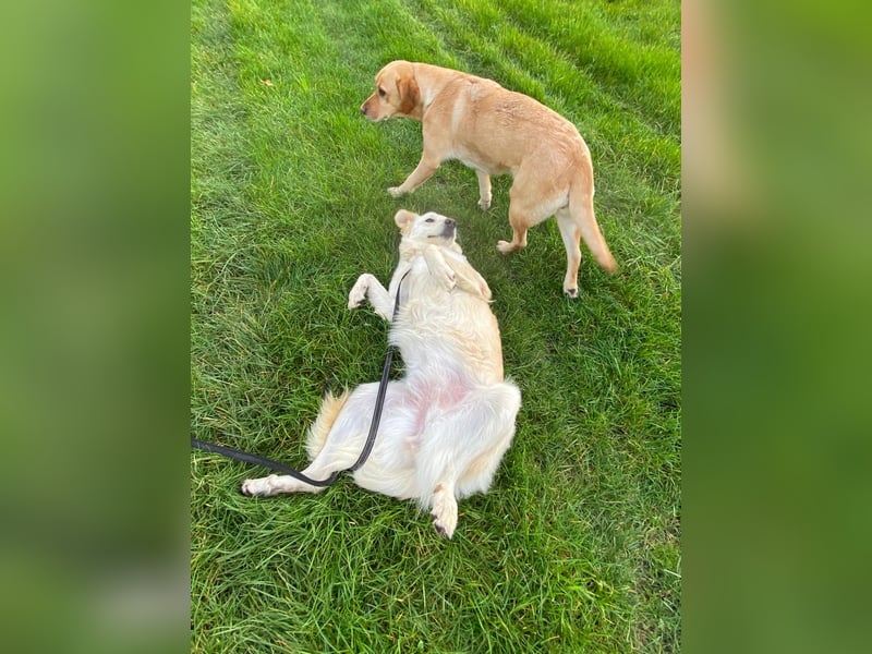 Mimi sucht ihr Glücl