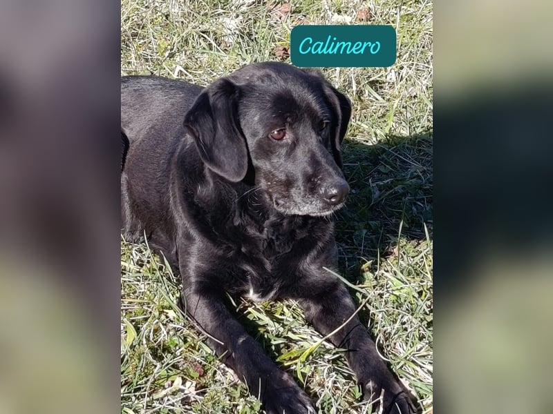 Calimero möchte ankommen