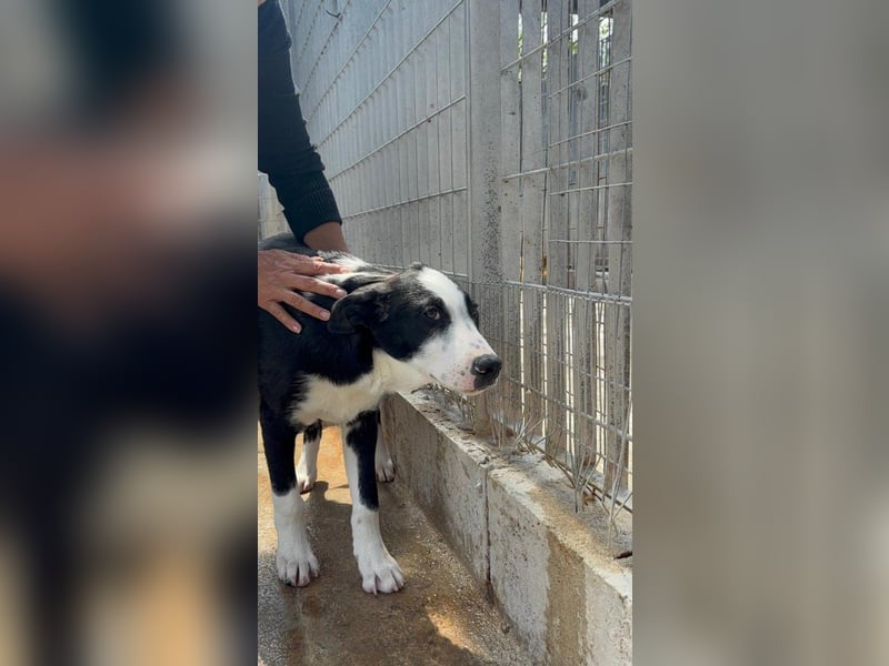 Heart sucht seine Menschen