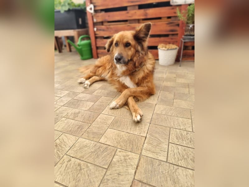 Bobby sucht Kuschelpartner