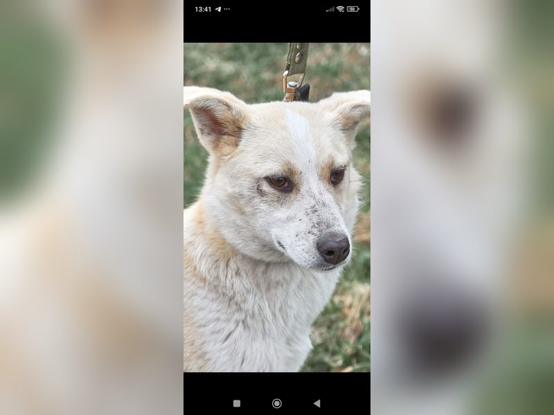 Emma sucht ihr Für -immer -Zuhause ❤️❤️❤️