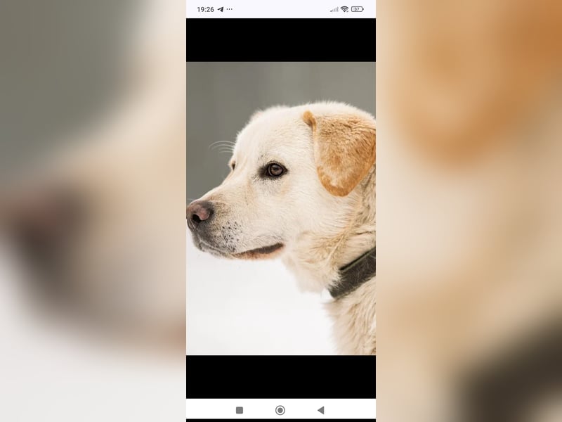 Willy reinrassiger Labrador sucht sein Für -immer -Zuhause