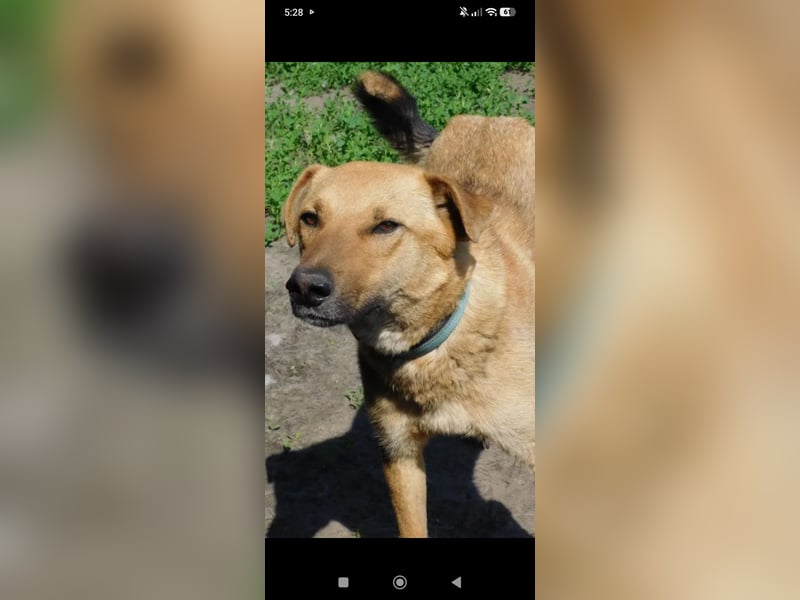 Ray  - Labrador Mischling sucht sein Für -immer -Zuhause.