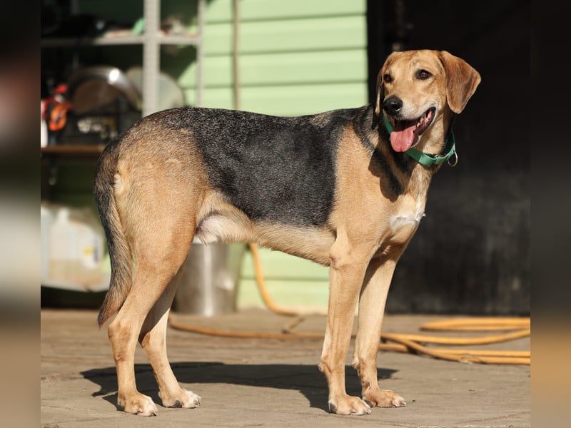 Baddy- Laufhund - sucht ein für immer Zuhause