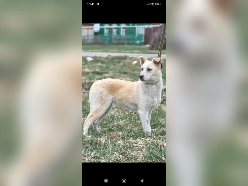 Emma sucht ihr Für -immer -Zuhause ❤️❤️❤️