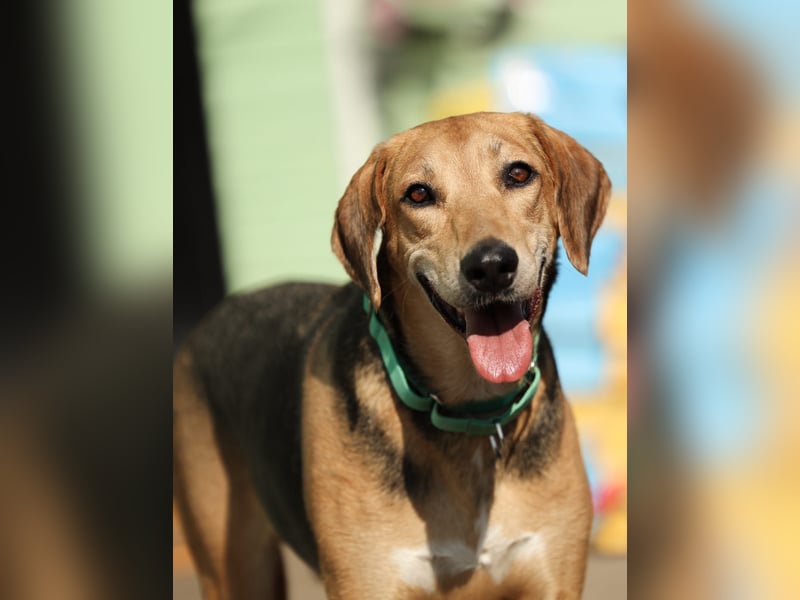 Baddy- Laufhund - sucht ein für immer Zuhause