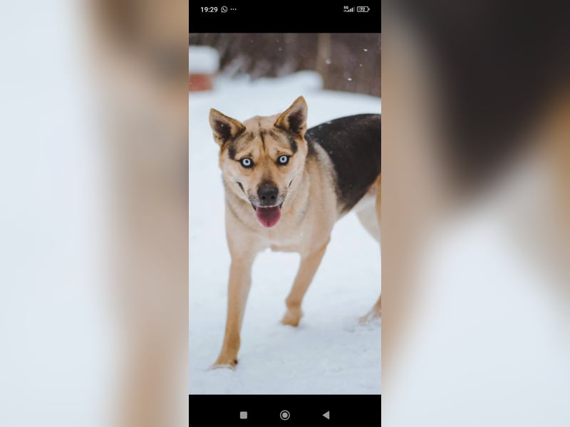 Husky Mischling Martin sucht sein Für -immer -Zuhause ❤️❤️❤️