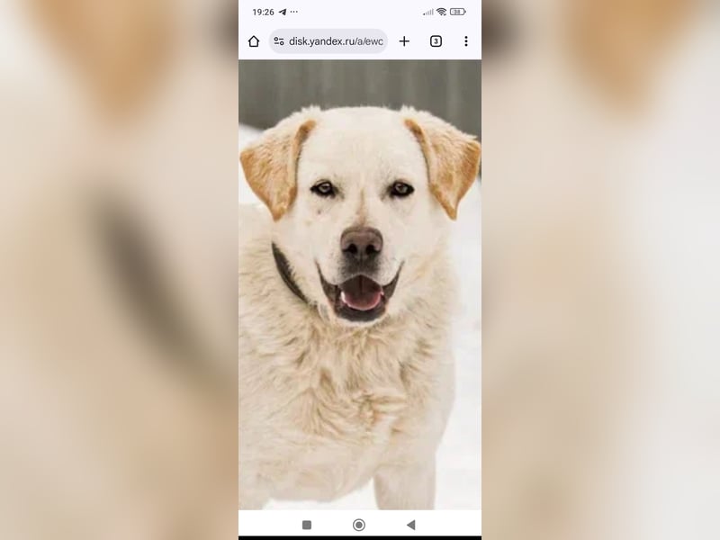 Willy reinrassiger Labrador sucht sein Für -immer -Zuhause