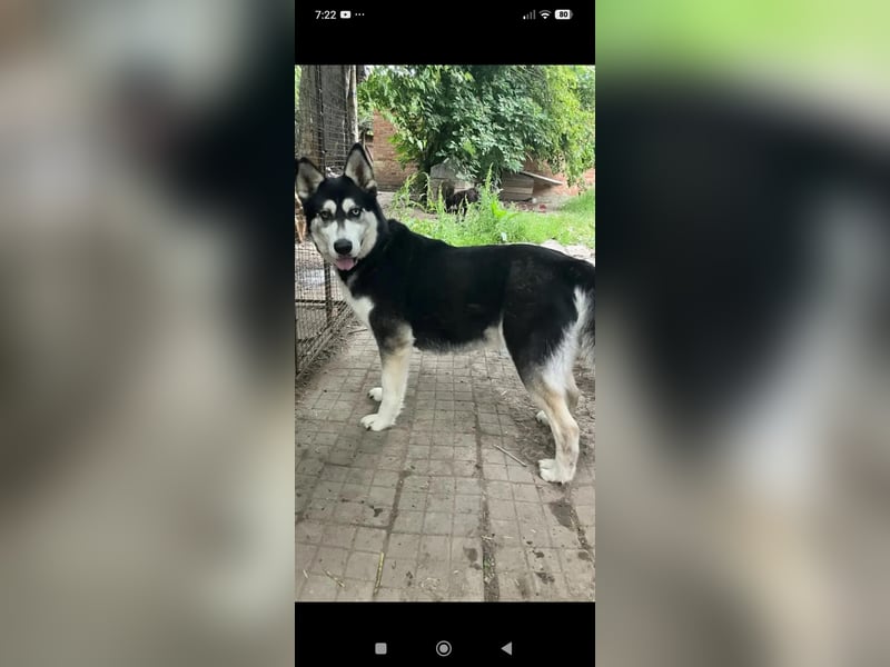 Nayda Husky Mischling sucht ihr Für -immer -Zuhause ❤️❤️❤️