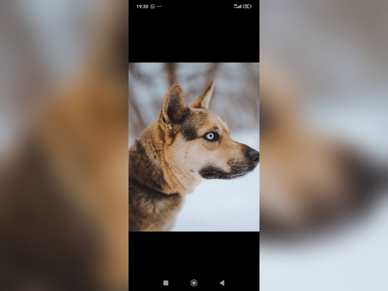 Husky Mischling Martin sucht sein Für -immer -Zuhause ❤️❤️❤️