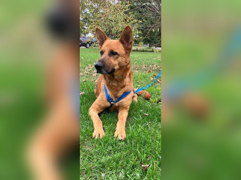 Schäferhund Mischling Roni sucht sein Zuhause ❤️