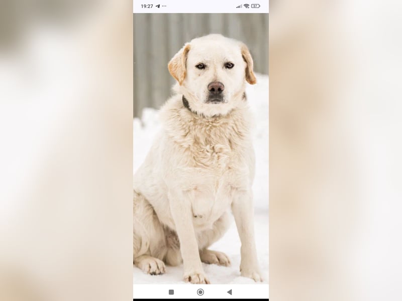 Willy reinrassiger Labrador sucht sein Für -immer -Zuhause