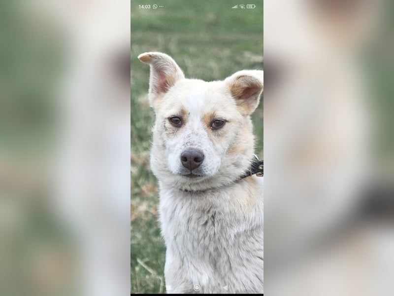 Emma sucht ihr Für -immer -Zuhause ❤️❤️❤️