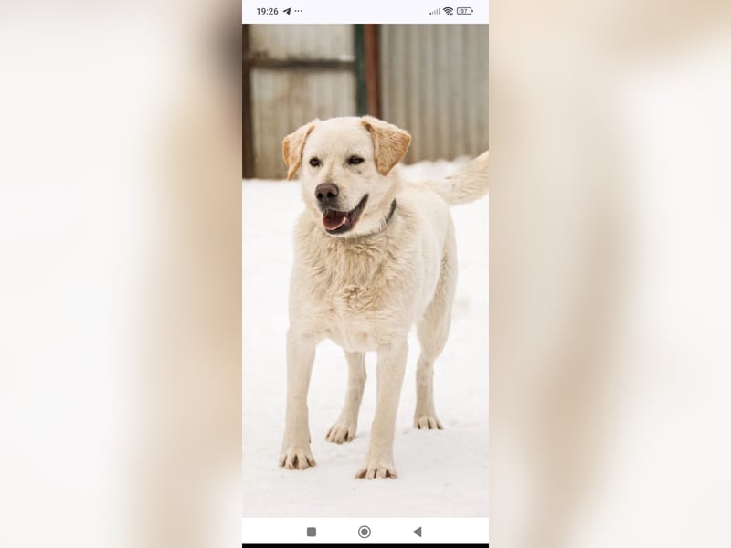 Willy reinrassiger Labrador sucht sein Für -immer -Zuhause