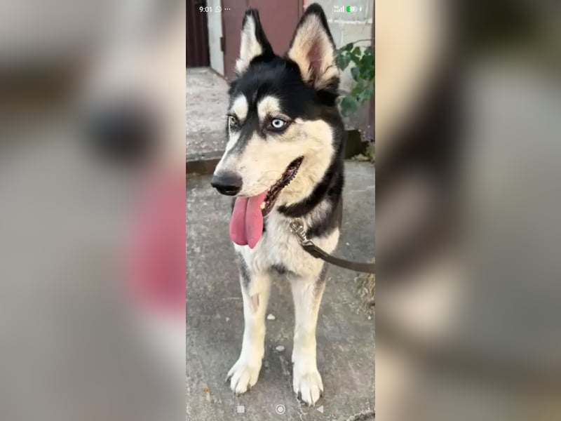 Nayda Husky Mischling sucht ihr Für -immer -Zuhause ❤️❤️❤️