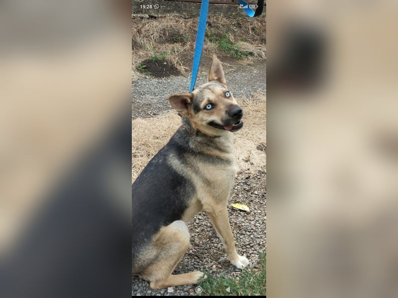 Husky Mischling Martin sucht sein Für -immer -Zuhause ❤️❤️❤️