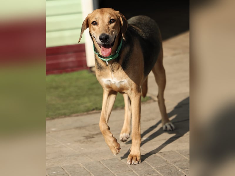 Baddy- Laufhund - sucht ein für immer Zuhause