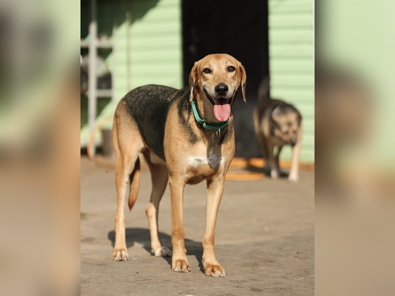Baddy- Laufhund - sucht ein für immer Zuhause
