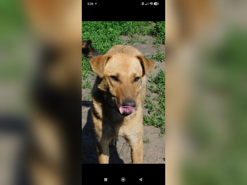 Ray  - Labrador Mischling sucht sein Für -immer -Zuhause.