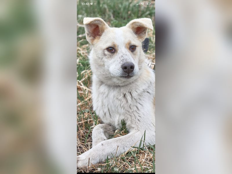 Emma sucht ihr Für -immer -Zuhause ❤️❤️❤️