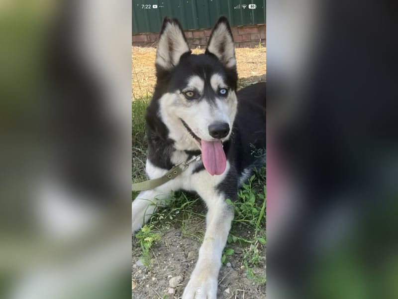 Nayda Husky Mischling sucht ihr Für -immer -Zuhause ❤️❤️❤️