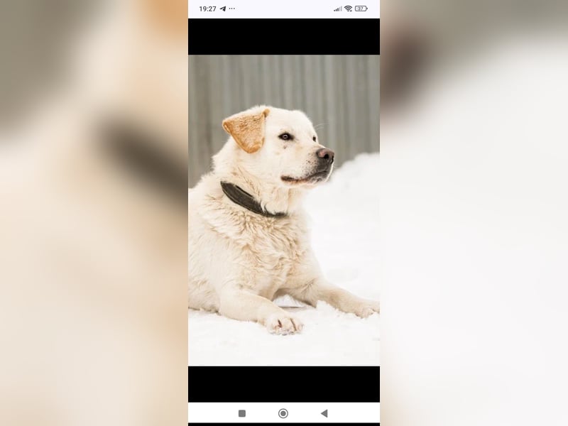 Willy reinrassiger Labrador sucht sein Für -immer -Zuhause