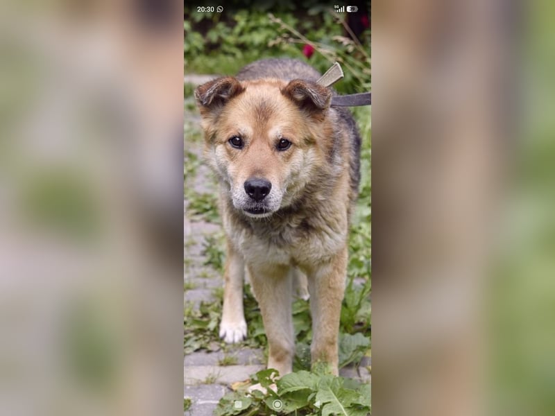 Baron sucht sein Für -immer -Zuhause ❤️❤️❤️