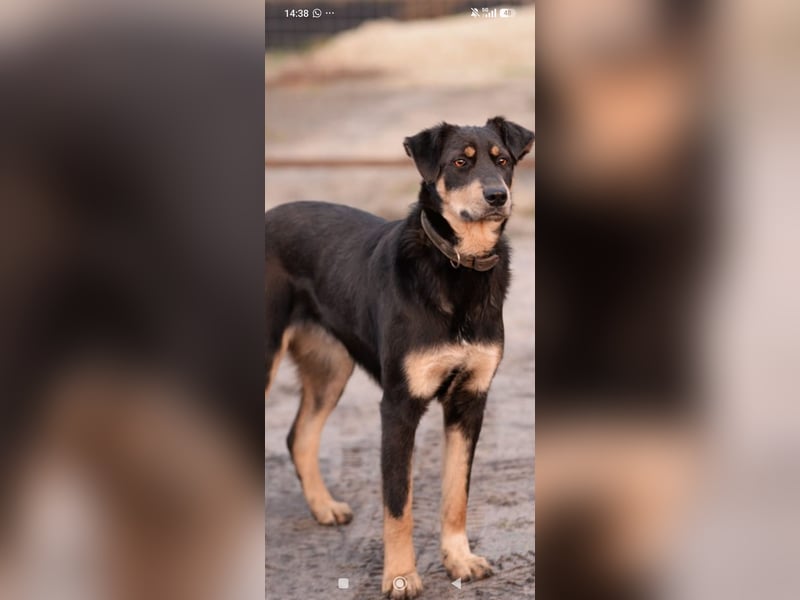 Nora - liebevolle,ruhige Hündin sucht ihr Für -immer -Zuhause ❤️❤️❤️