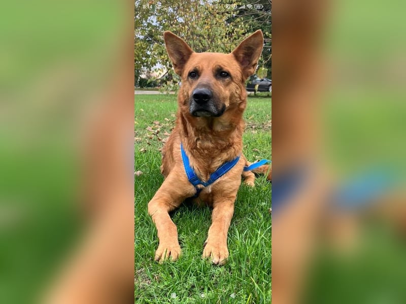 Schäferhund Mischling Roni sucht sein Zuhause ❤️