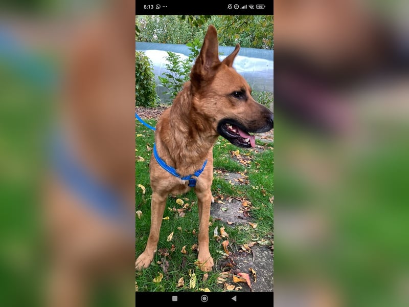 Schäferhund Mischling Roni sucht sein Zuhause ❤️