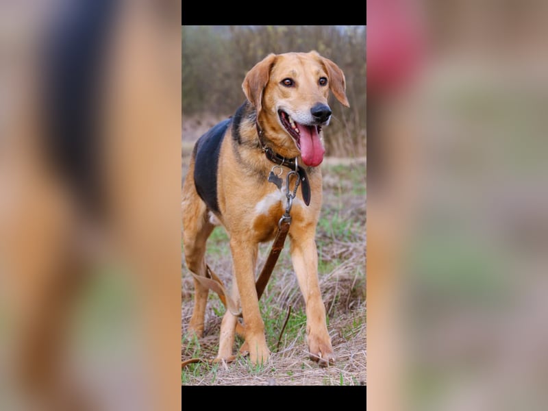 Baddy- Laufhund - sucht ein für immer Zuhause