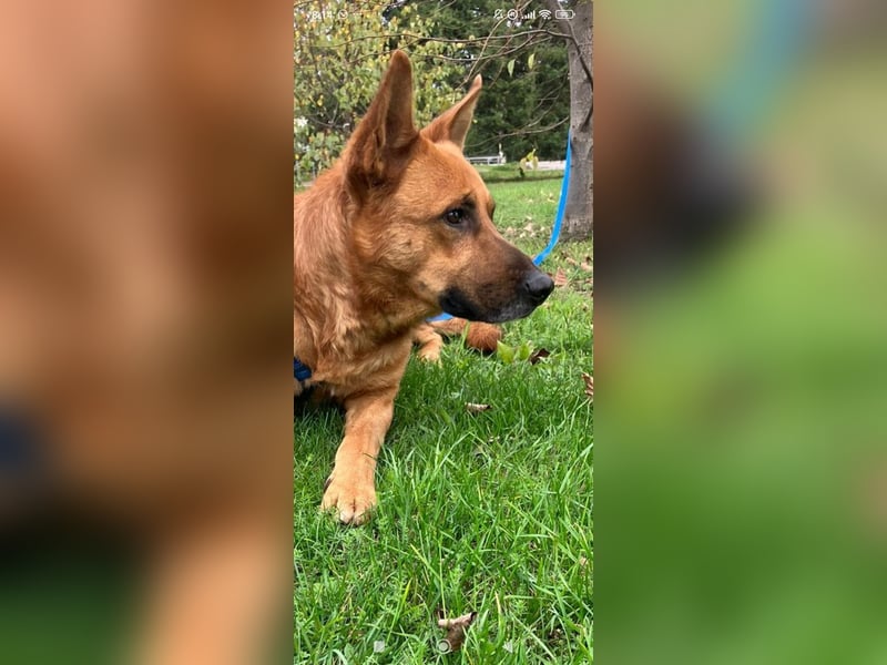 Schäferhund Mischling Roni sucht sein Zuhause ❤️